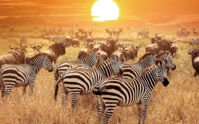 Tanzania: Safari e Mare Cristallino a Zanzibar